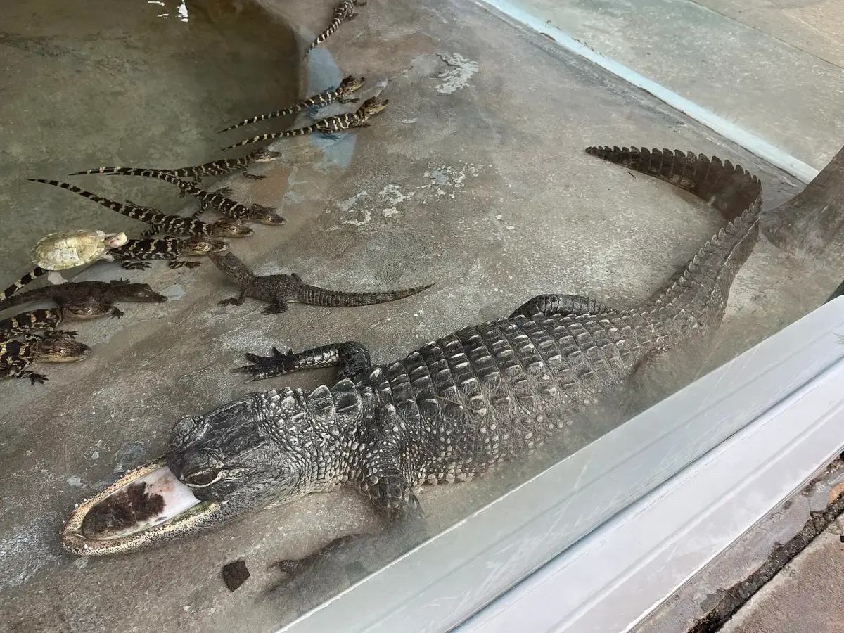 Jawlene resting with juvenile alligators at Gatorland in Orlando; contextual photograph, not a photograph of Red tide at background levels