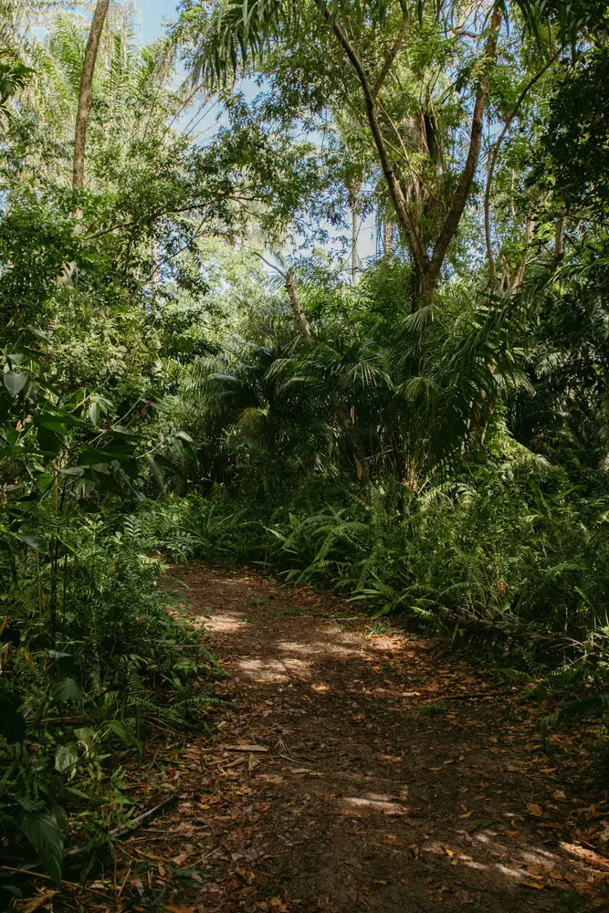 A sun-dappled path through a green forest; contextual photograph, not a photograph of Ringling By The Bay (Juan Bongoe)