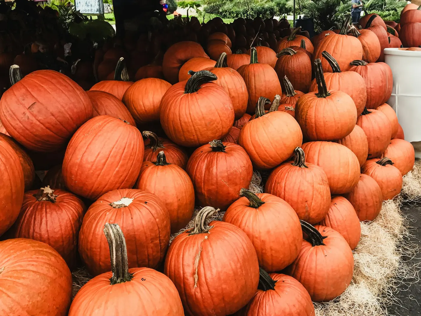 Rows of pumpkins at a Florida pumpkin display; contextual photograph, not a photograph of gallagher's pumpkin patch