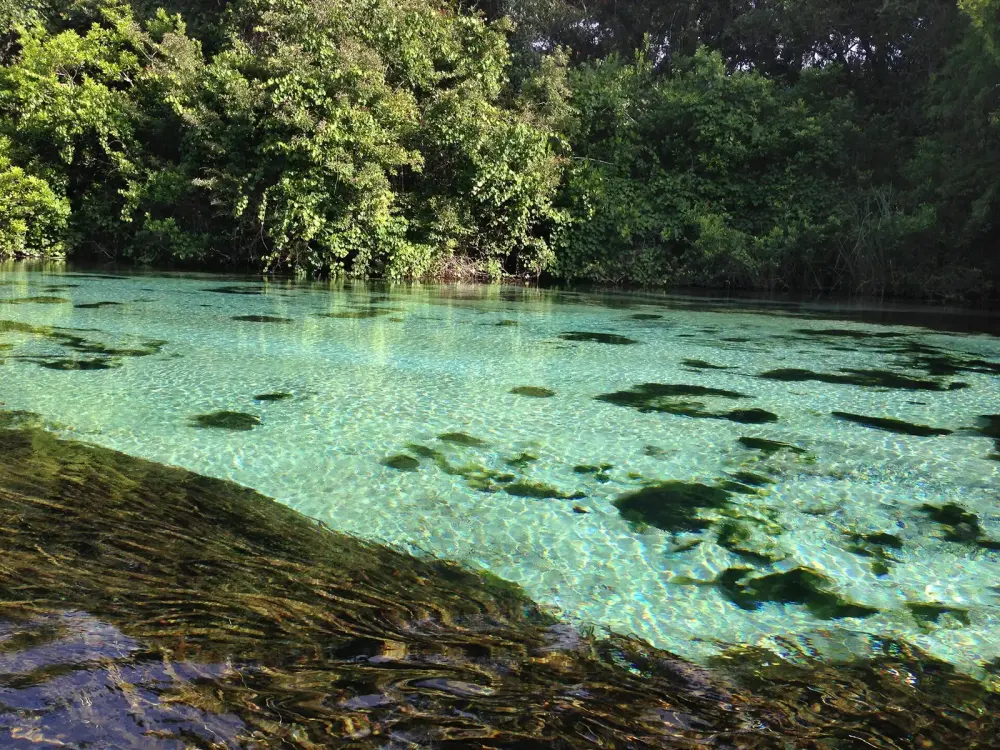 Clear turquoise water and aquatic grass in the Weeki Wachee River; contextual photograph, not a photograph of Something Is Beneath the Water: haunted mangrove paddle