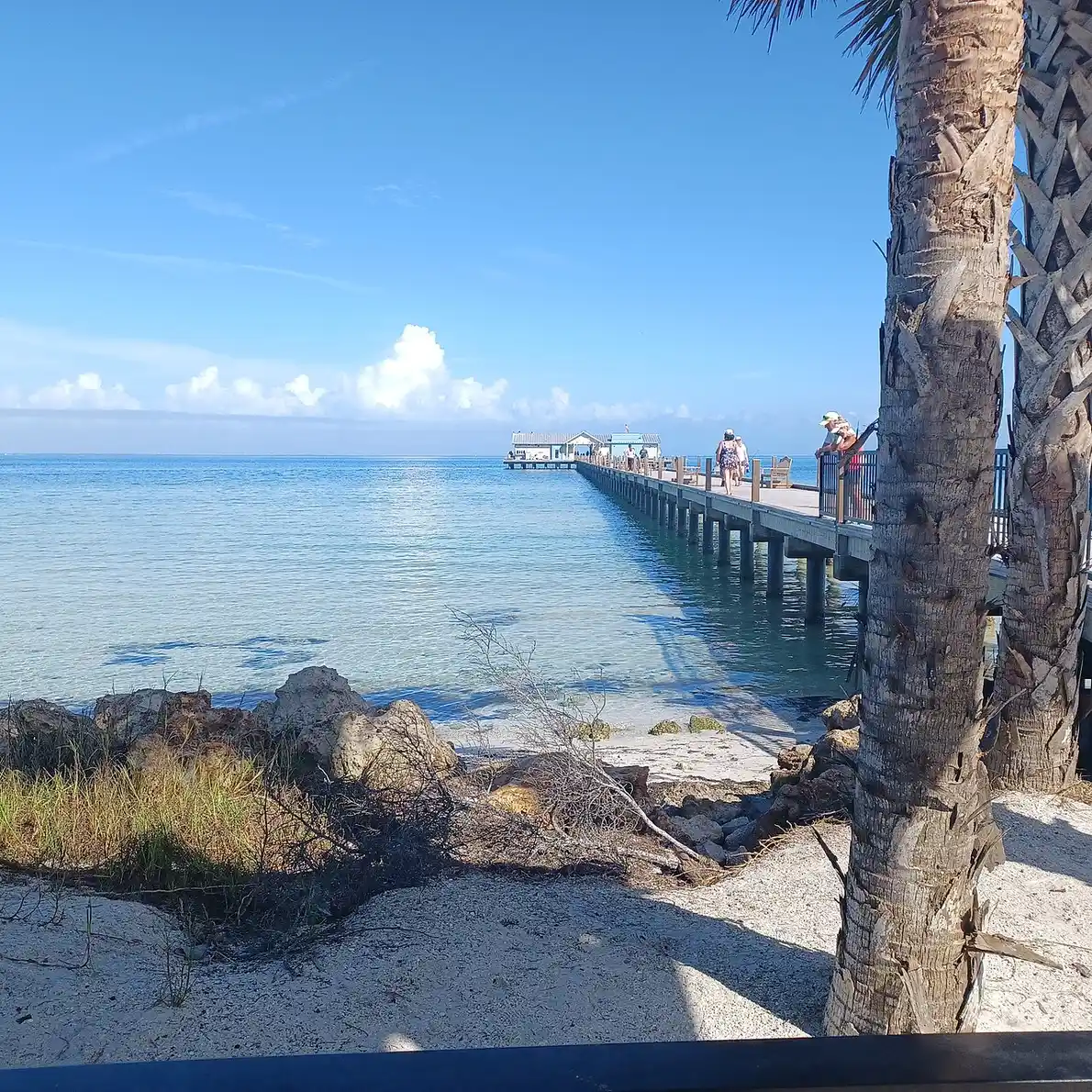 The Anna Maria City Pier extending out over calm turquoise Gulf water, with a few people walking or fishing along its length, framed by a palm tree