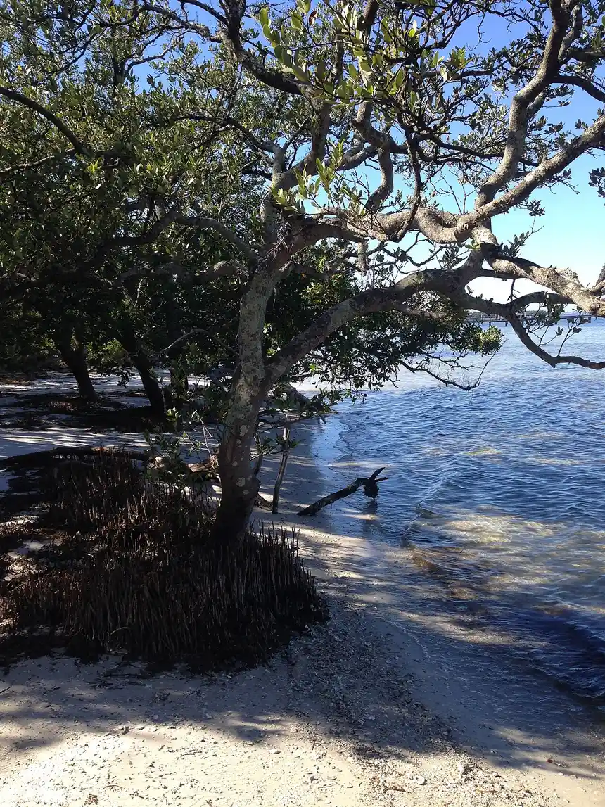 A mangrove tree arching over the sandy shoreline at De Soto National Memorial, with calm water and a distant dock visible beyond its branches