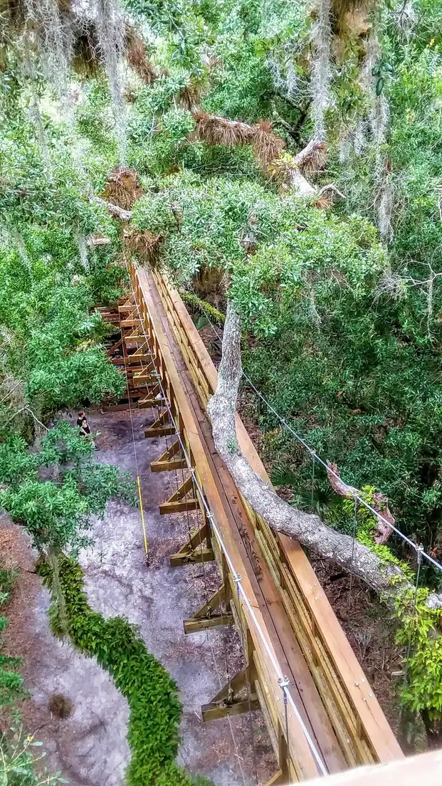 An aerial view down the wooden suspension canopy walkway at Myakka River State Park, threading through oak trees draped in Spanish moss