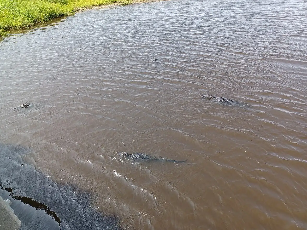 Three American alligators swimming in the tannin-brown water of the Myakka River at Myakka River State Park