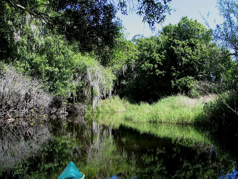 The bow of a kayak on the calm, tree-lined Myakka River, with Spanish moss hanging from oaks reflected in the still water