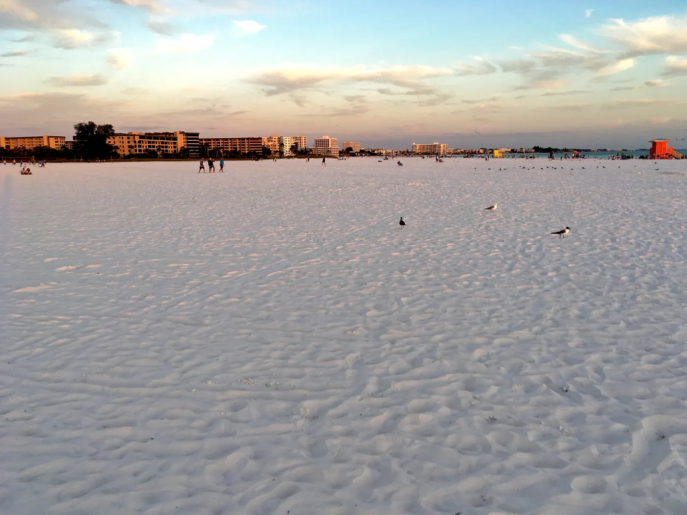 The vast white quartz sand of Siesta Key Beach at sunset, with small distant figures and shorebirds scattered across the sand and condo buildings on the horizon