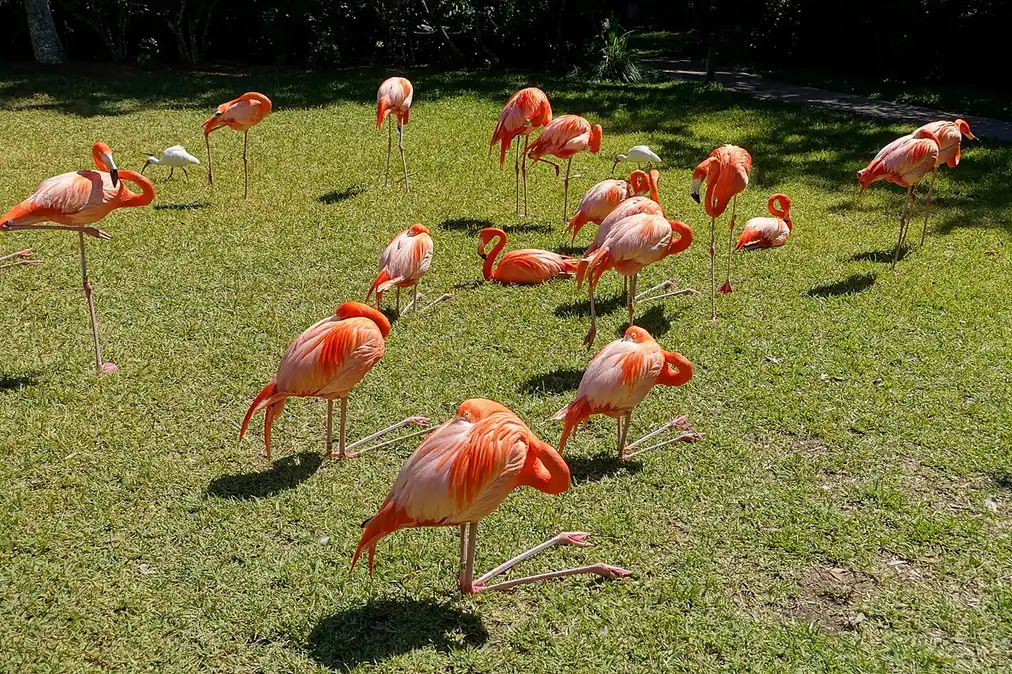 A flock of pink flamingos on the lawn at Sarasota Jungle Gardens, with one white ibis among them