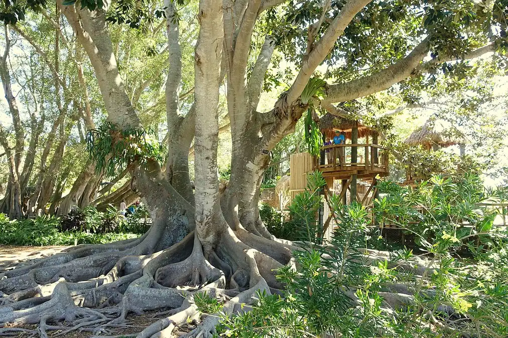 A massive banyan tree with sprawling aerial roots at Marie Selby Botanical Gardens in Sarasota, with a thatched treehouse structure visible behind it