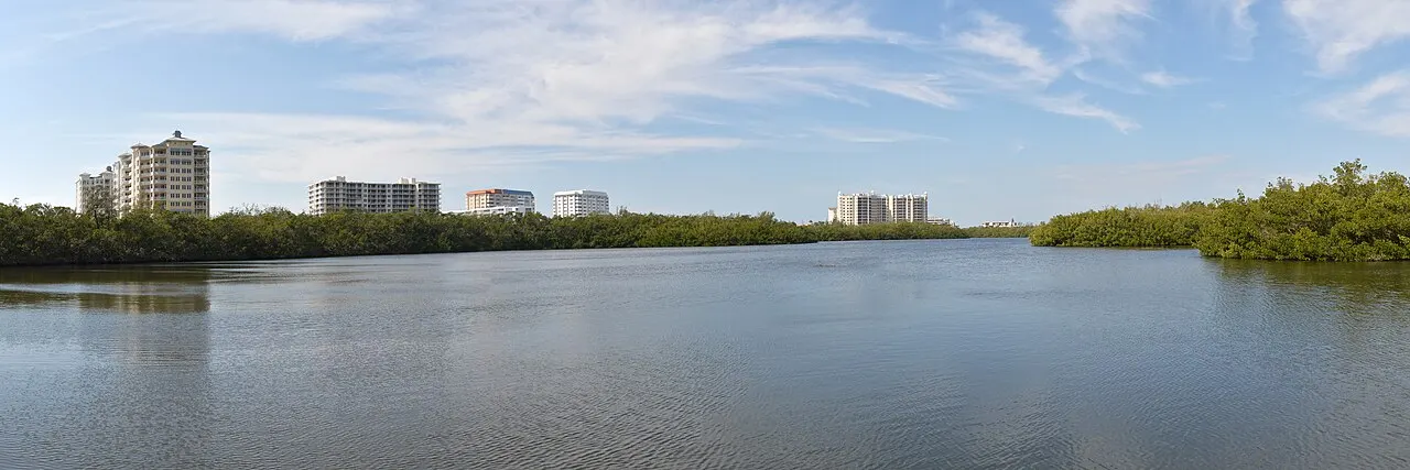 A mangrove-lined lagoon at South Lido County Park in Sarasota, with the city's condo skyline visible beyond the mangrove tree line