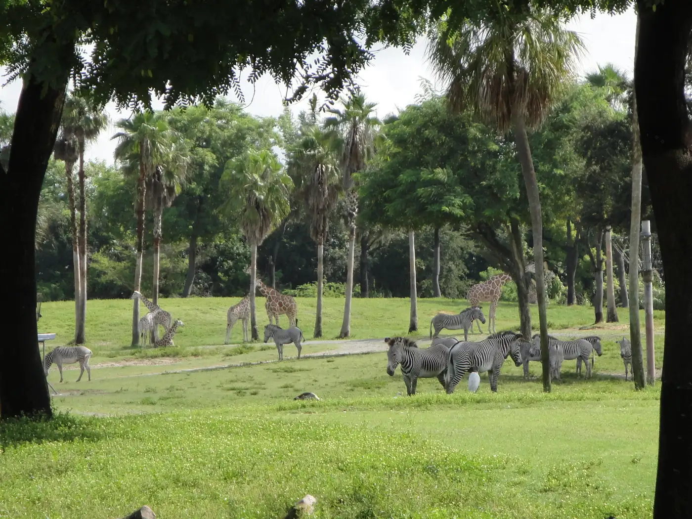 Giraffes and zebras grazing among palm trees on the Serengeti Plain safari habitat at Busch Gardens Tampa Bay