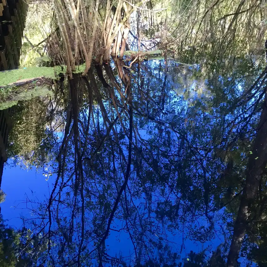 Cypress branches and trees reflected in the still, tannin-dark water of Lettuce Lake Park's wetlands