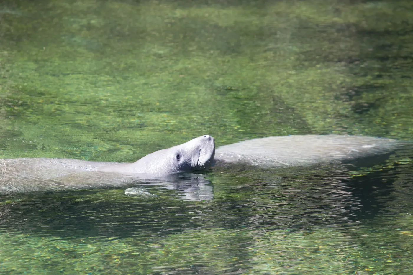 A manatee surfacing to breathe in the clear water of Blue Spring State Park