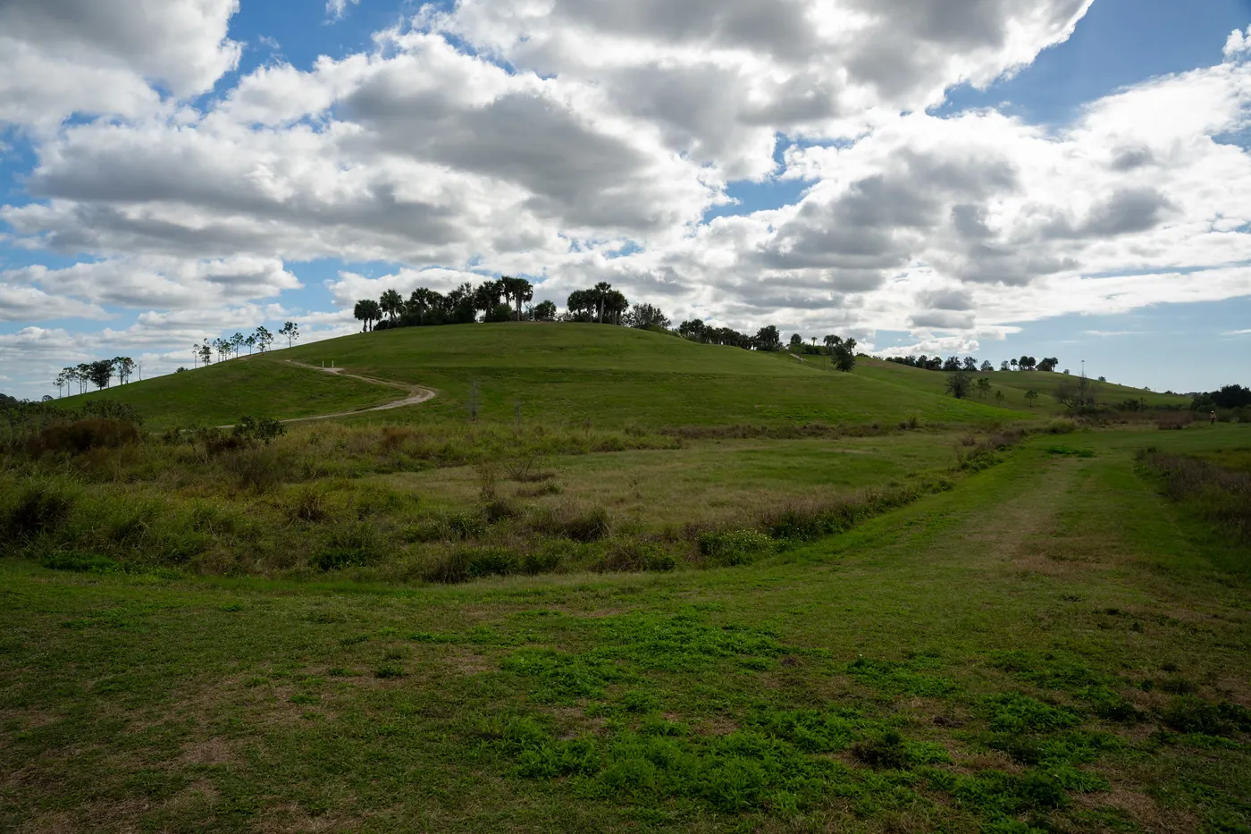 A grass-covered hill dotted with palm trees at its crest, rising above open grassland and a winding path at the Celery Fields park in Sarasota