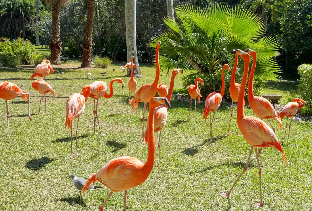 A flock of pink American flamingos standing on the lawn among palms at Sarasota Jungle Gardens