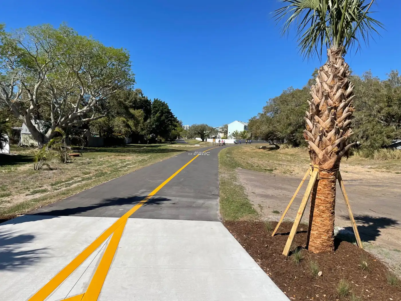The paved Legacy Trail bike path in Sarasota running past a young palm tree, split by a yellow centerline, with a residential street alongside