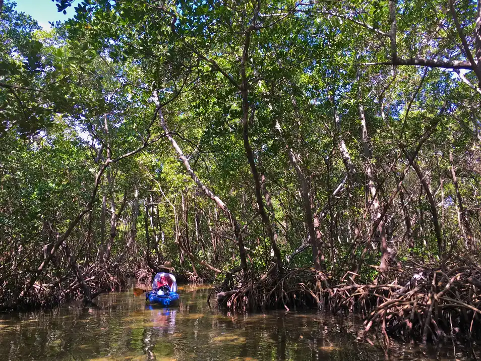 A kayaker paddling through a shaded tunnel formed by arching red mangrove branches and roots over calm water