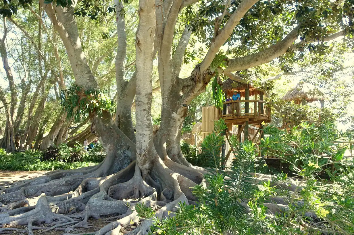 A massive banyan tree with sprawling aerial roots and a wooden treehouse structure among the trees at Marie Selby Botanical Gardens