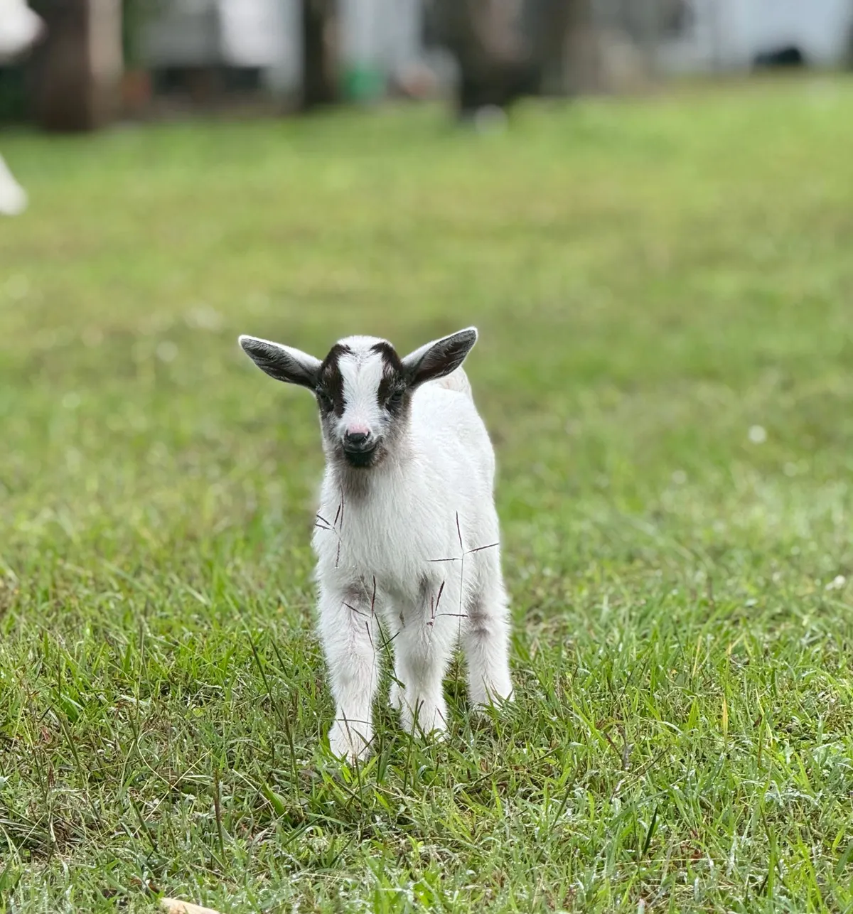 A baby goat standing on the grass
