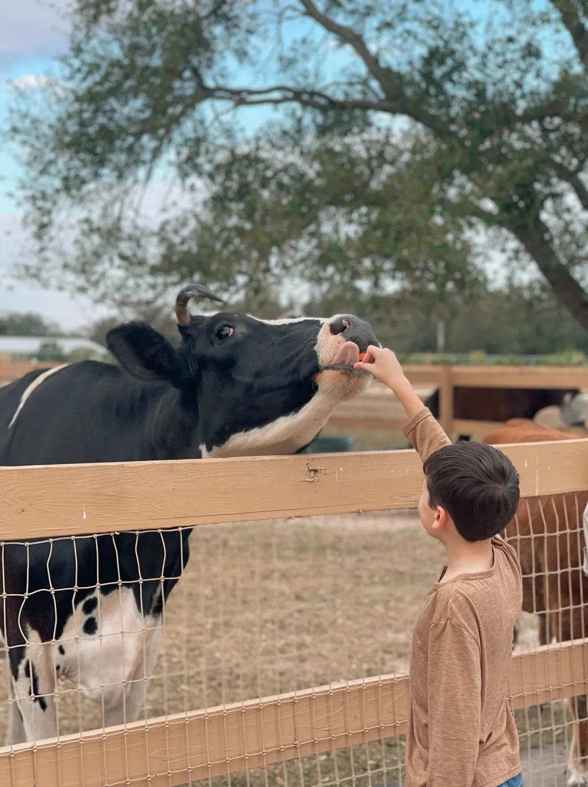 A child feeding a cow over a wooden fence at the petting zoo