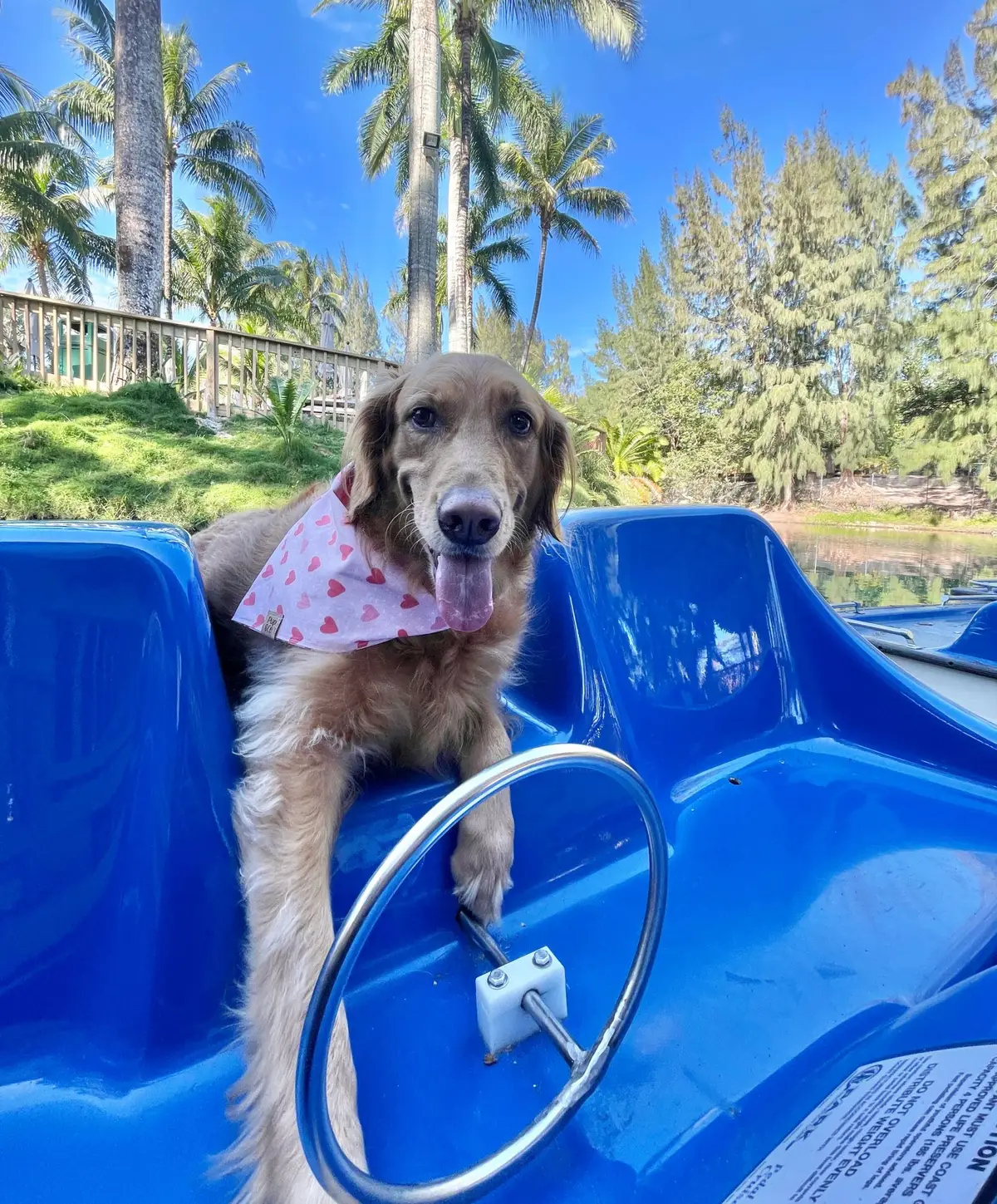 A dog wearing a bandana on a blue paddle boat
