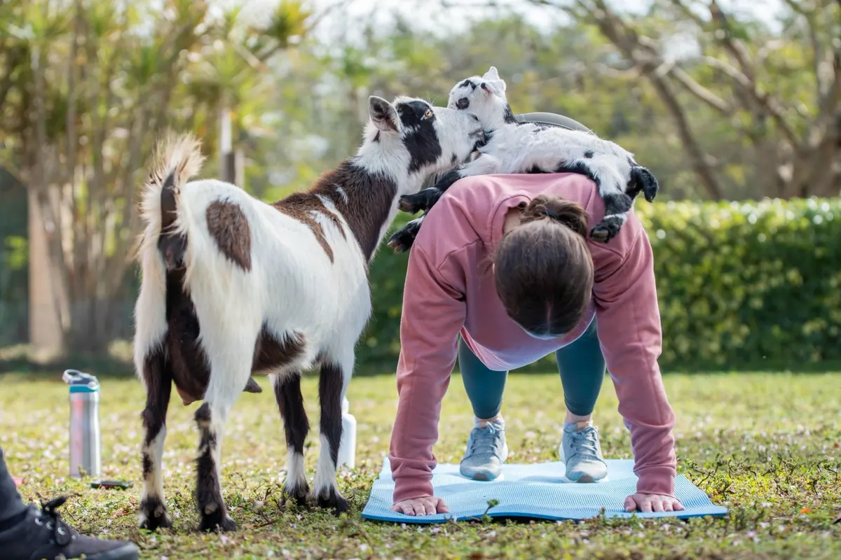 Goats standing on a person's back during Goat Yoga