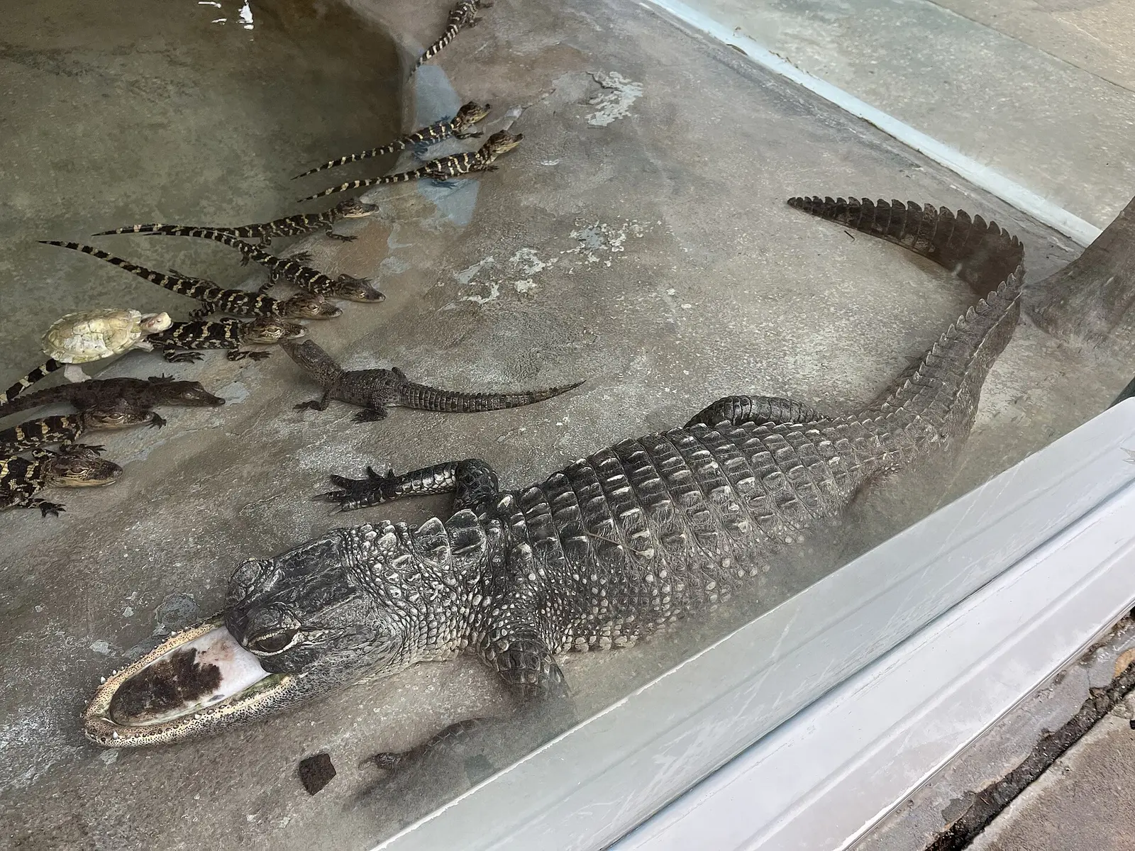 Jawlene resting with juvenile alligators at Gatorland in Orlando