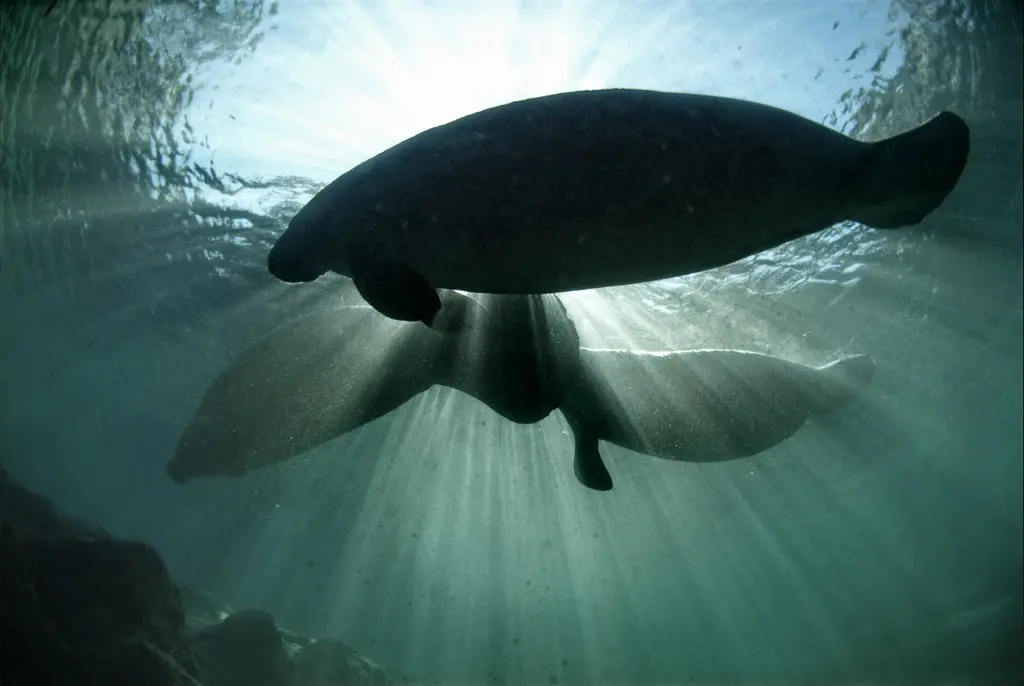 Two manatees swimming through sunlit water at King Spring in Crystal River