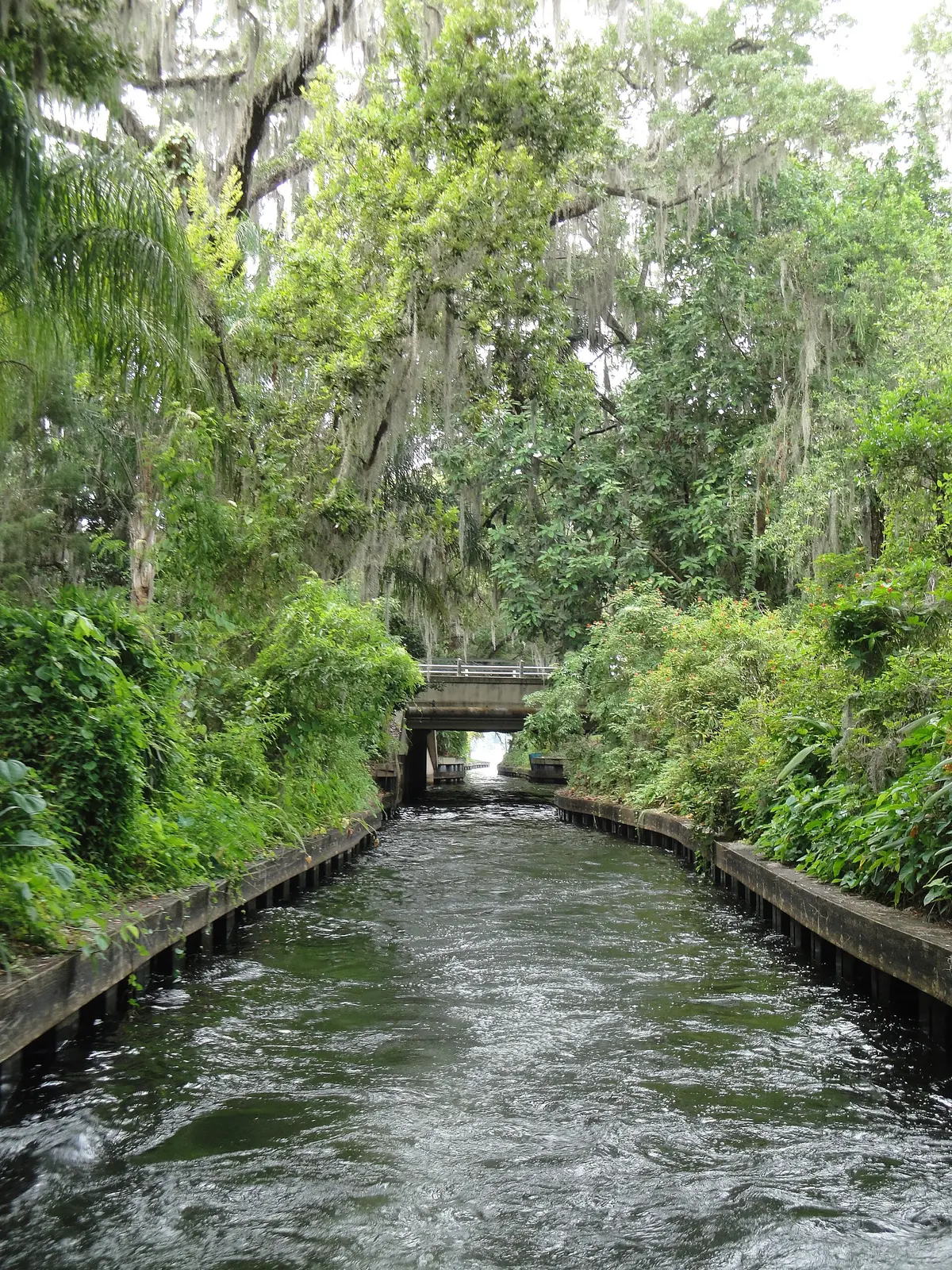 Narrow Winter Park canal framed by palms and Spanish moss
