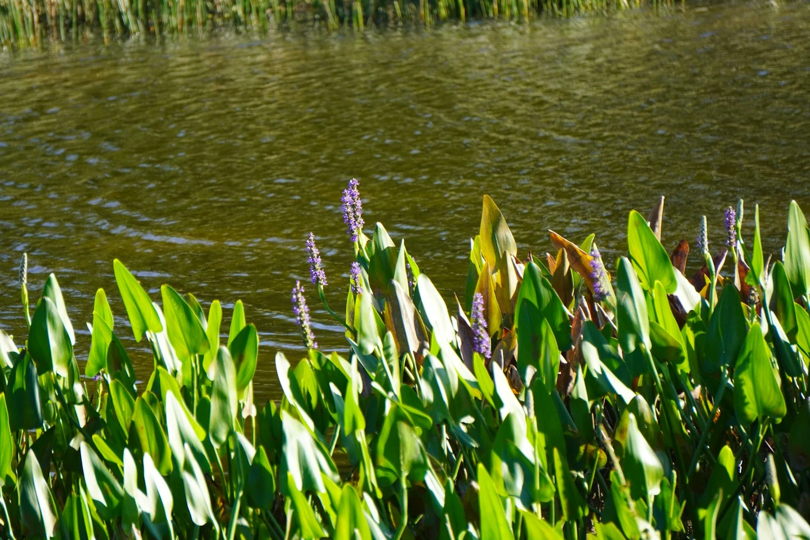 Flowering aquatic plants along a pond in Lakewood Ranch