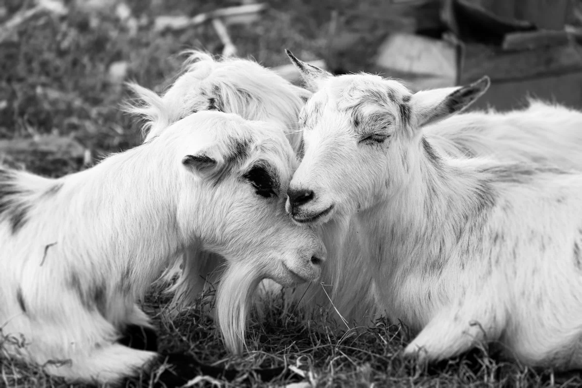 Resting goats at Hunsader Farms; venue photo