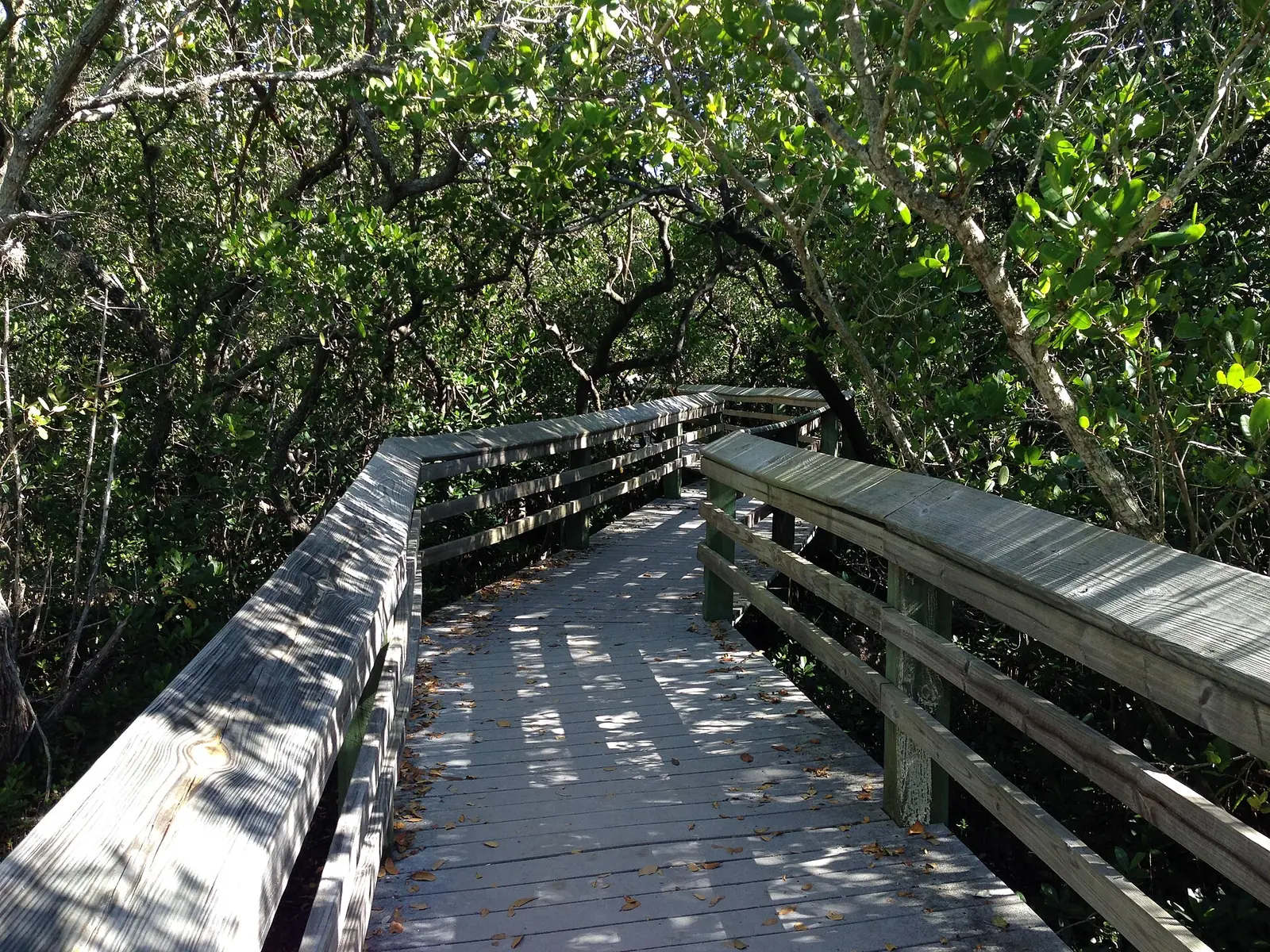 Wooden boardwalk curving through mangroves at De Soto National Memorial