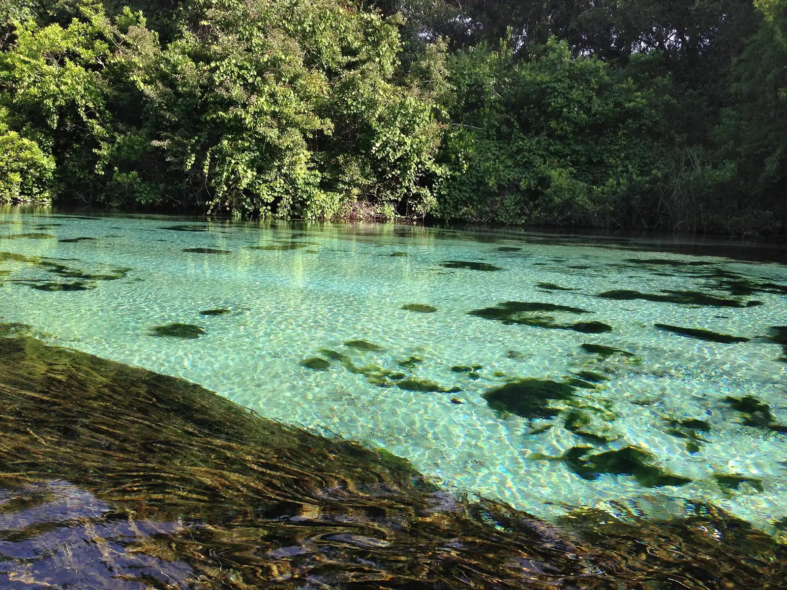 Clear turquoise water and aquatic grass in the Weeki Wachee River