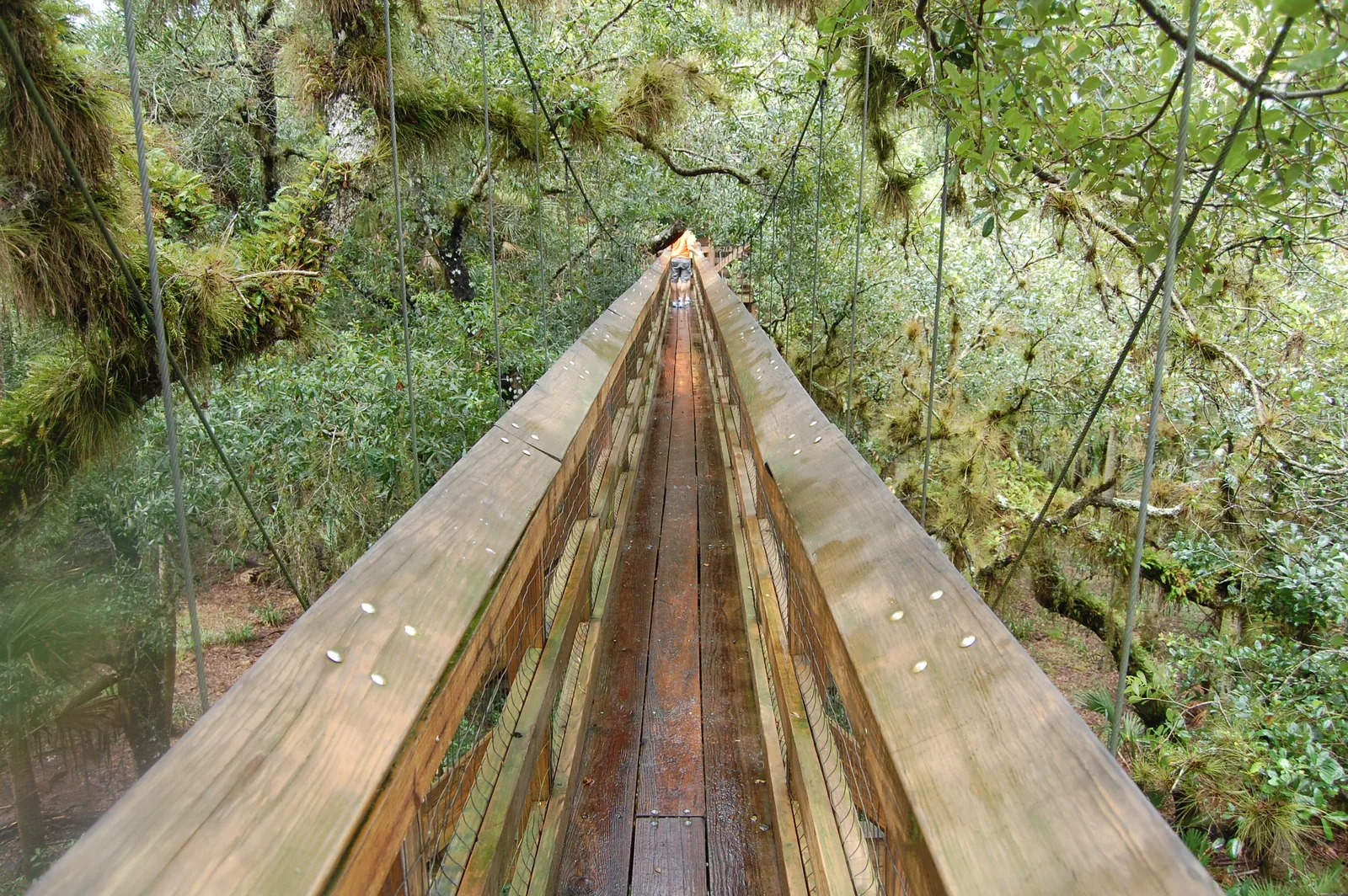 Visitor crossing the canopy walkway through dense trees at Myakka River State Park